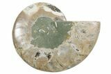 Cut & Polished Ammonite Fossil (Half) - Madagascar #354179-1